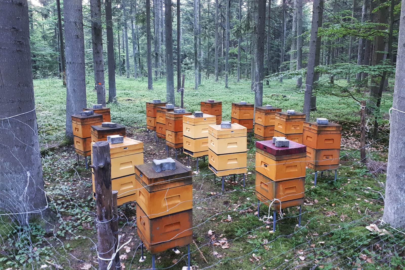pasieki wsrod drzew
